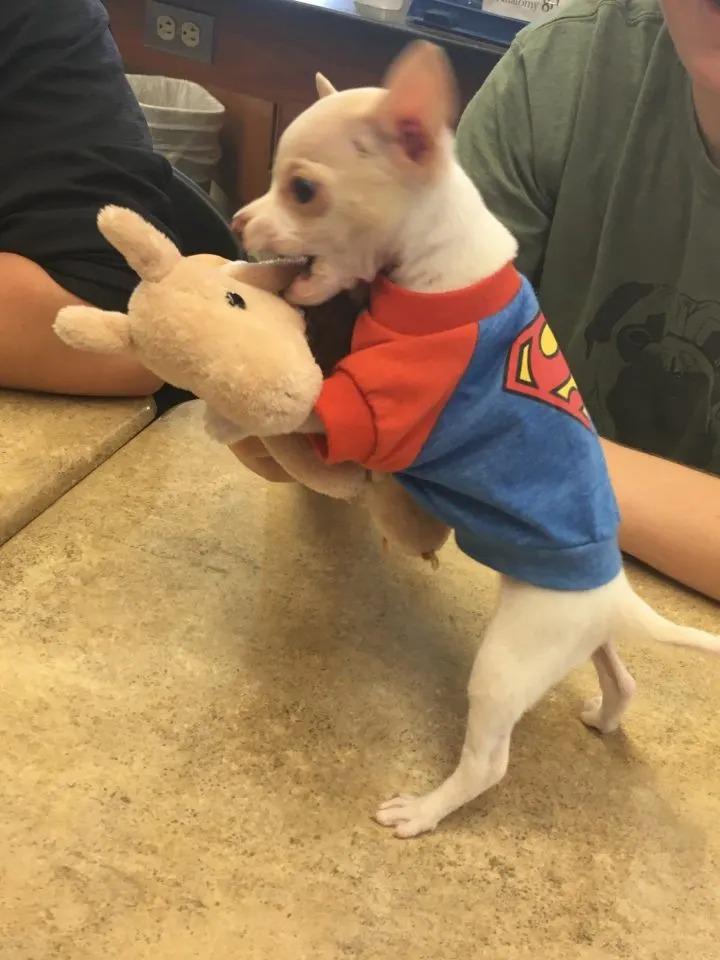 tony playing with a plush