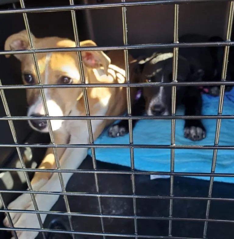 two dogs finally getting rescued