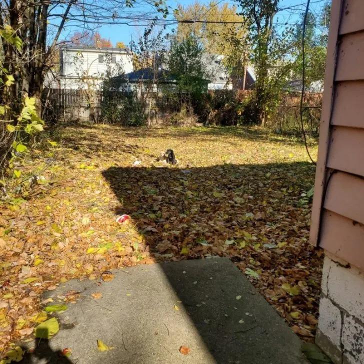 two dogs hiding in the backyard