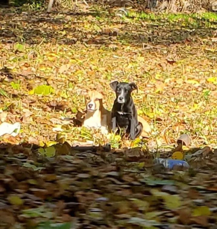 two scared dogs on leaves