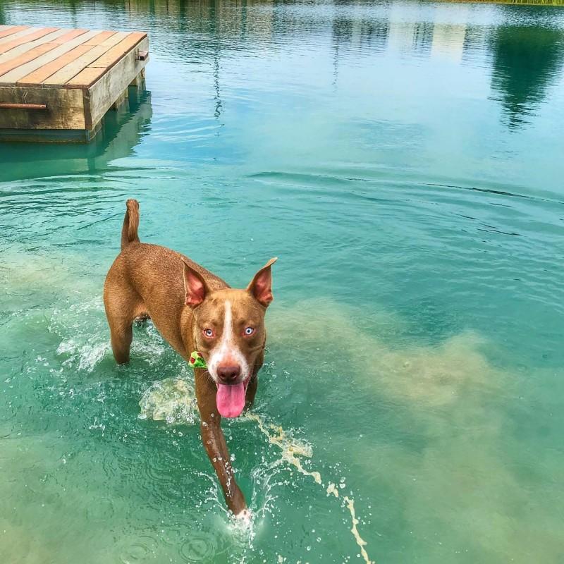 virgil playing in a lake