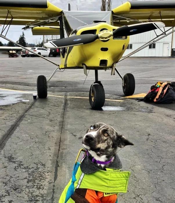 zorra near the plane