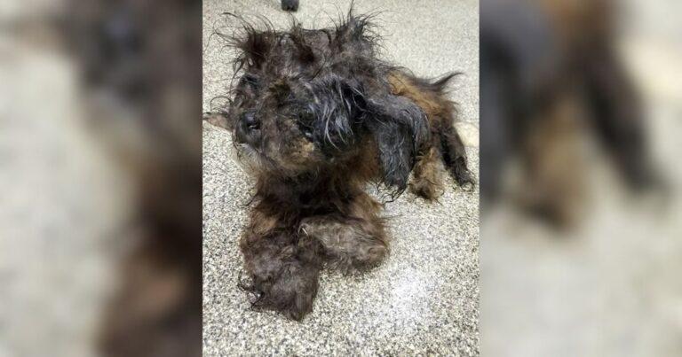 A Dog Brought To The Shelter In Terrible Condition Surprises Everyone With Transformation