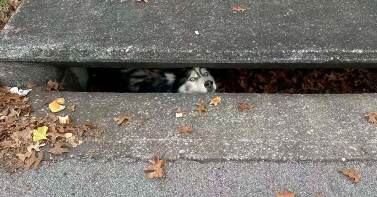 A Furry Head Peeking from A Sewer Leads To A Heartwarming Rescue