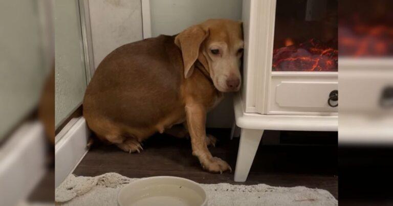 A Kind Couple Discovers A Timid Senior Beagle In The Wilderness And Brings Her Home