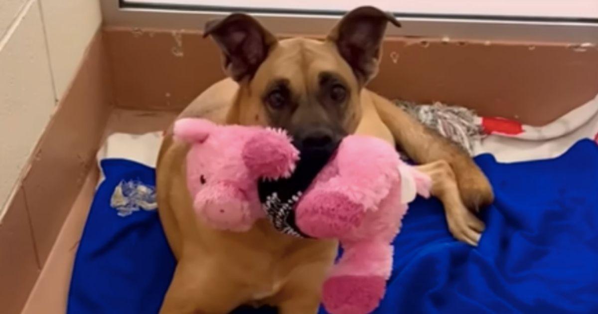 A Loving Dog Spent Three Years In A Shelter Because No One Took Her Home