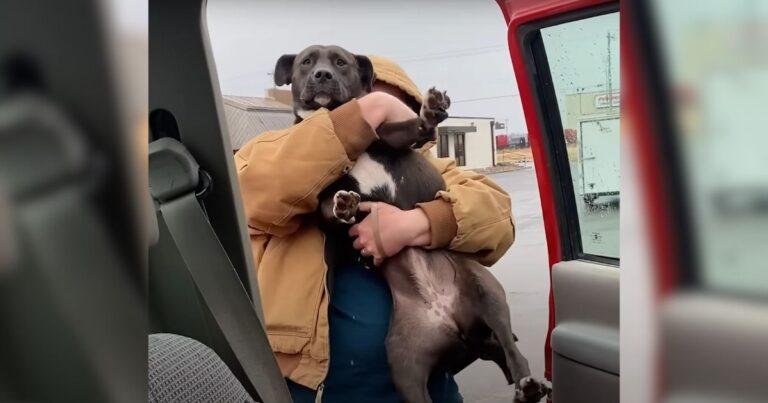 A Man Rescues A Pittie Abandoned In A Parking Lot And Brings Her Home