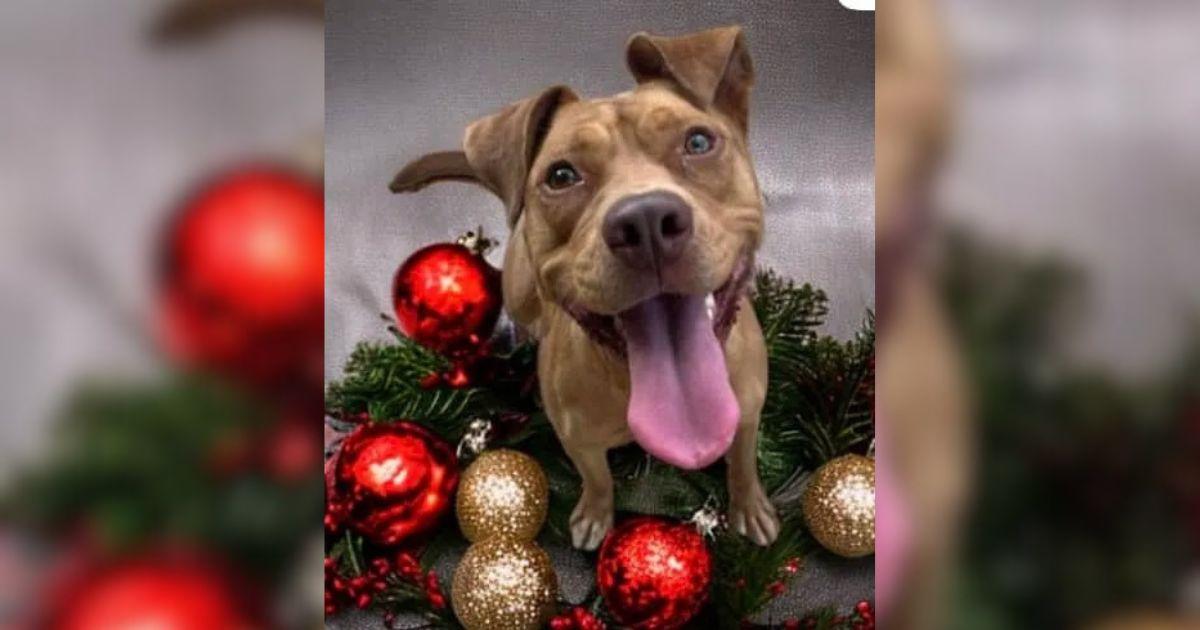 A Shelter Dog’s Heartfelt Christmas Wish For A Family Will Break Your Heart