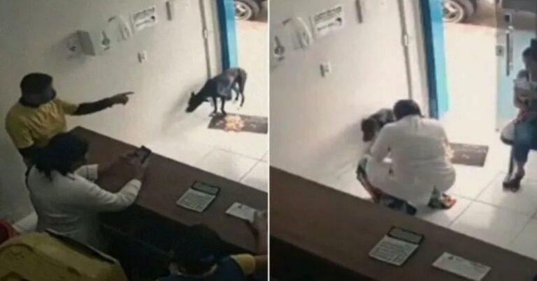 A Stray Dog Walks Into Vet Clinic, Changing His Life Forever