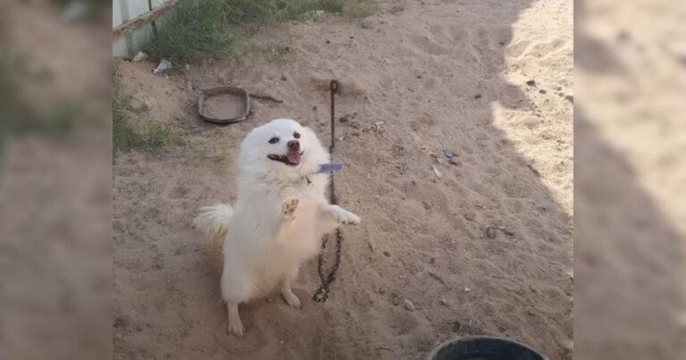 Abandoned Dog Begs For Help With Raised Paws And Finds Joy With His New Foster Mom