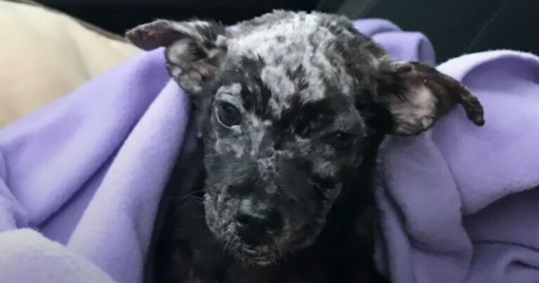 Abandoned Puppy Found In A Box Has The Most Precious Smile