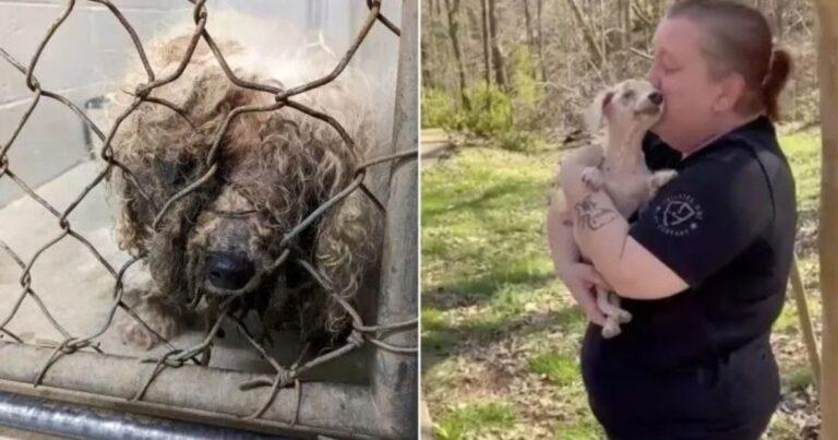 Blind Senior Dog Overjoyed After Smelling Family Following Years Of Being Missing