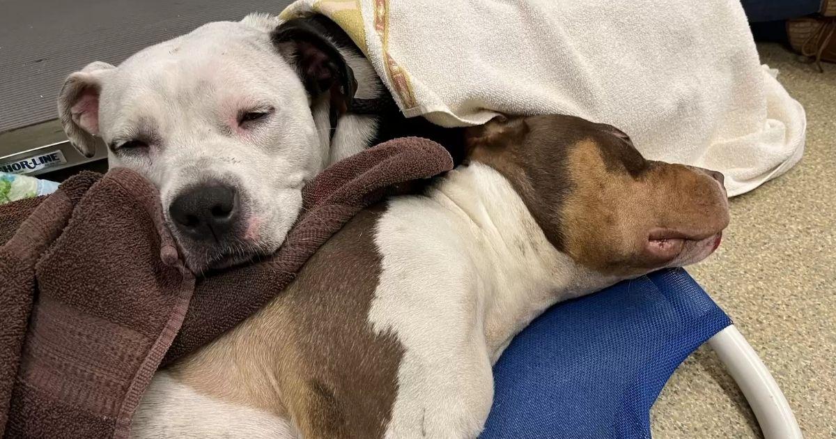 Faithful Dog Stays By Her Best Friend’s Side Until His Goodbye