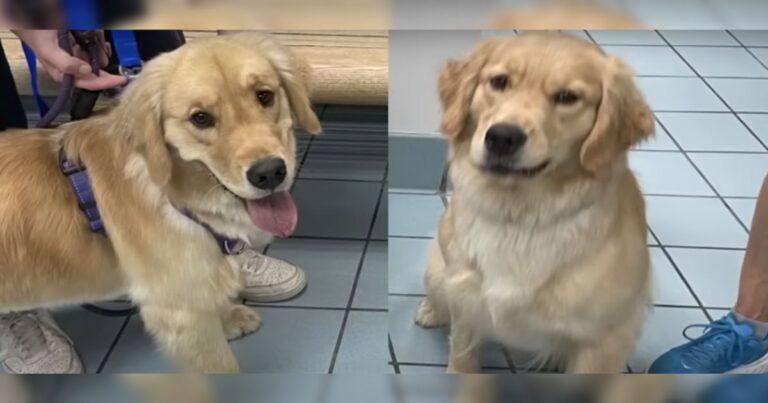 Family Mistakenly Brings Home The Wrong Golden Retriever In Funny Mix-Up