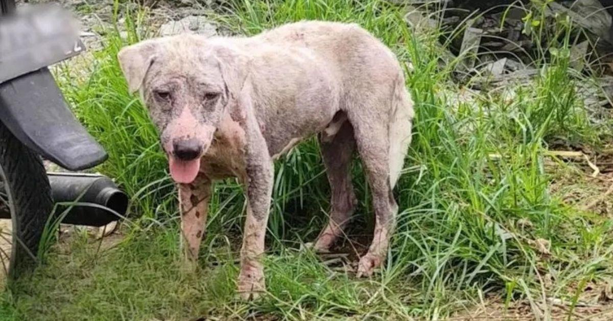 Hairless Dog Was Abandoned Near A Gas Station But He Became The Ultimate Fluff