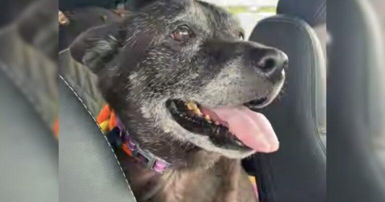 Heartbroken Senior Dog Found In Public Bathroom With A Note From Her Struggling Owner