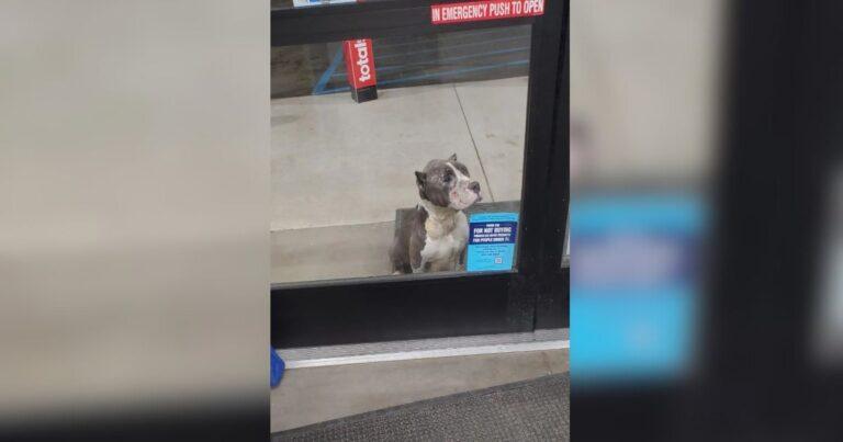 Heartbroken Shoppers Find Sad Dog Pleading For Help At Store Entrance