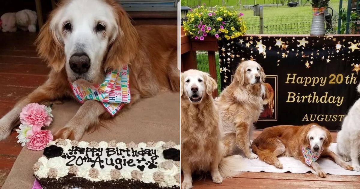 Meet 20-Year-Old Augie, The Oldest Golden Retriever In History