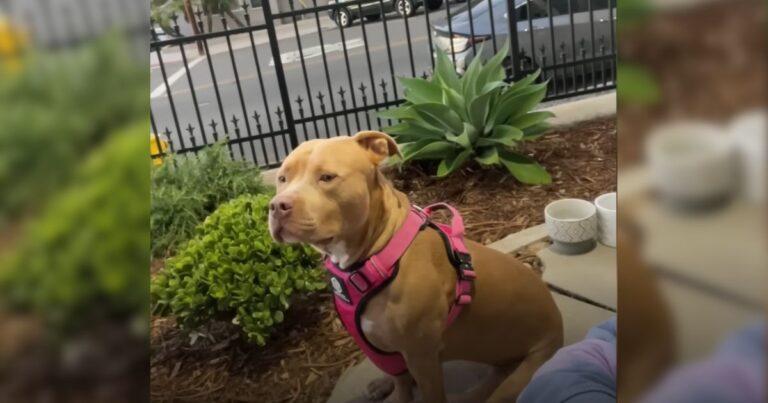 People Refused To Let Their Dogs Play With This Sweet Pittie, But Everything Changed