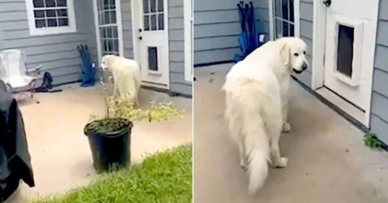 Playful Dog Tries To Sneak In Unusual Friend Into The House Before Mom Notices