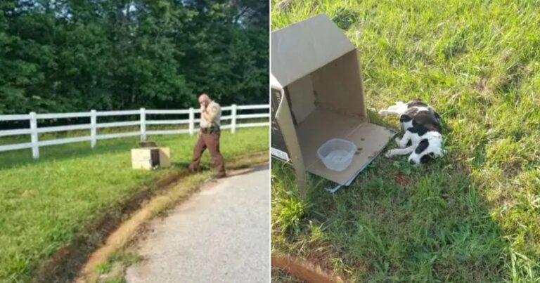 Police Officer Finds A Small Box On The Road And Makes An Unexpected Discovery