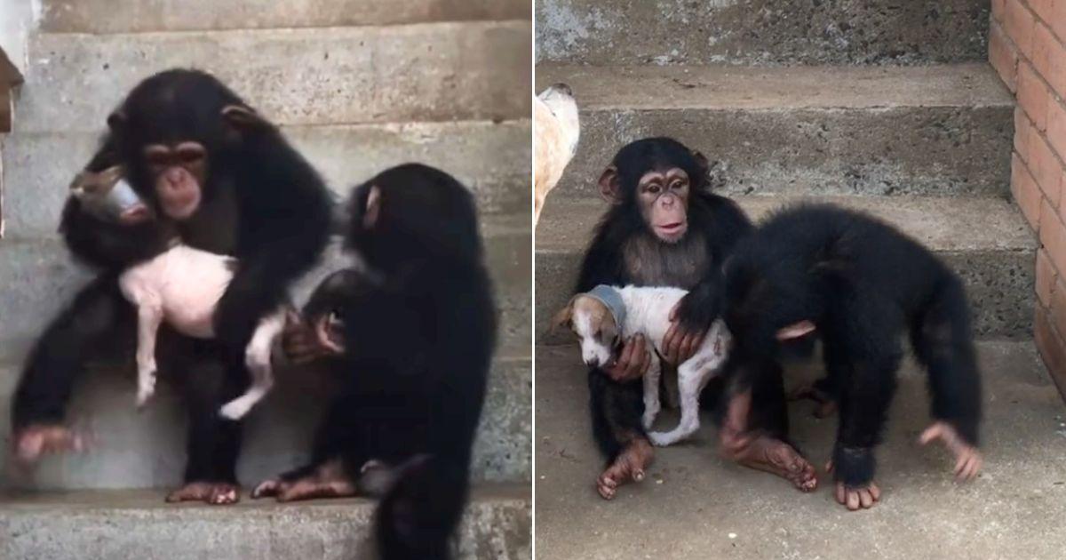 Puppy Rescued From The Streets Finds Healing And Friendship With Chimpanzees