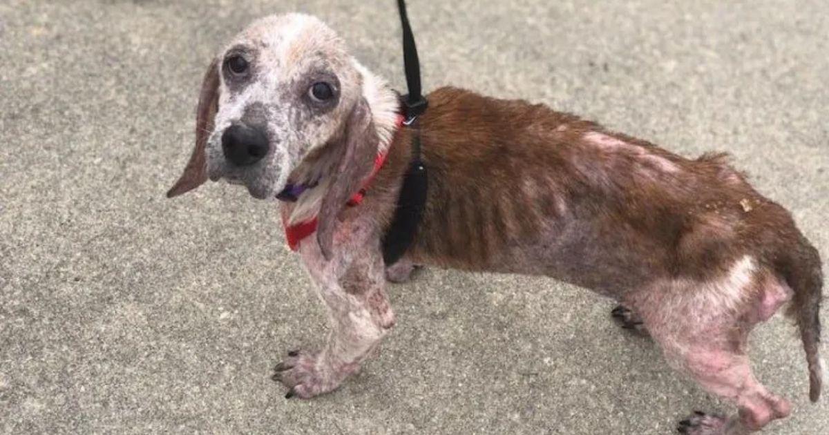 Rescue Dog Who Overcame A Life Of Neglect Found His Inner Puppy