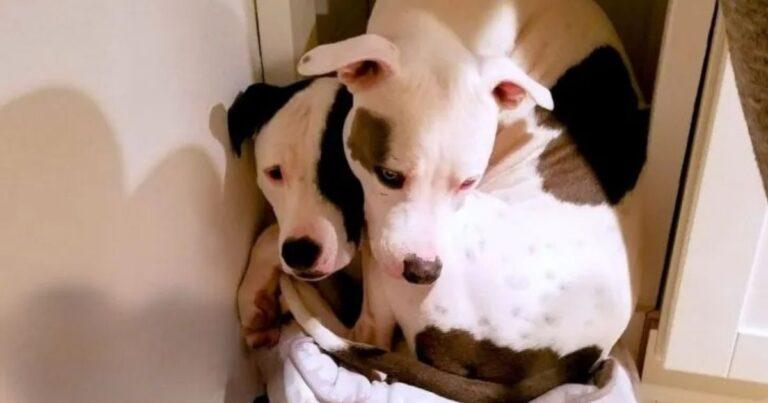 Rescue Pit Bull Reunites With Long-Lost Brother, And Now They’re Inseparable