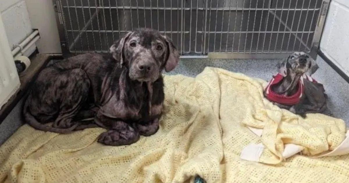 Rescued Dog Best Friends Make Astonishing Recovery After Being Found In Critical Condition