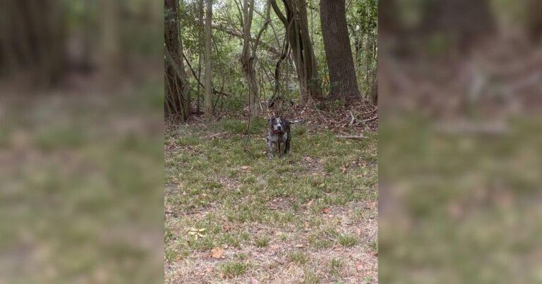 Rescuers Devastated After Finding Sweet Dog Abandoned And Tied Up Behind A Cemetery