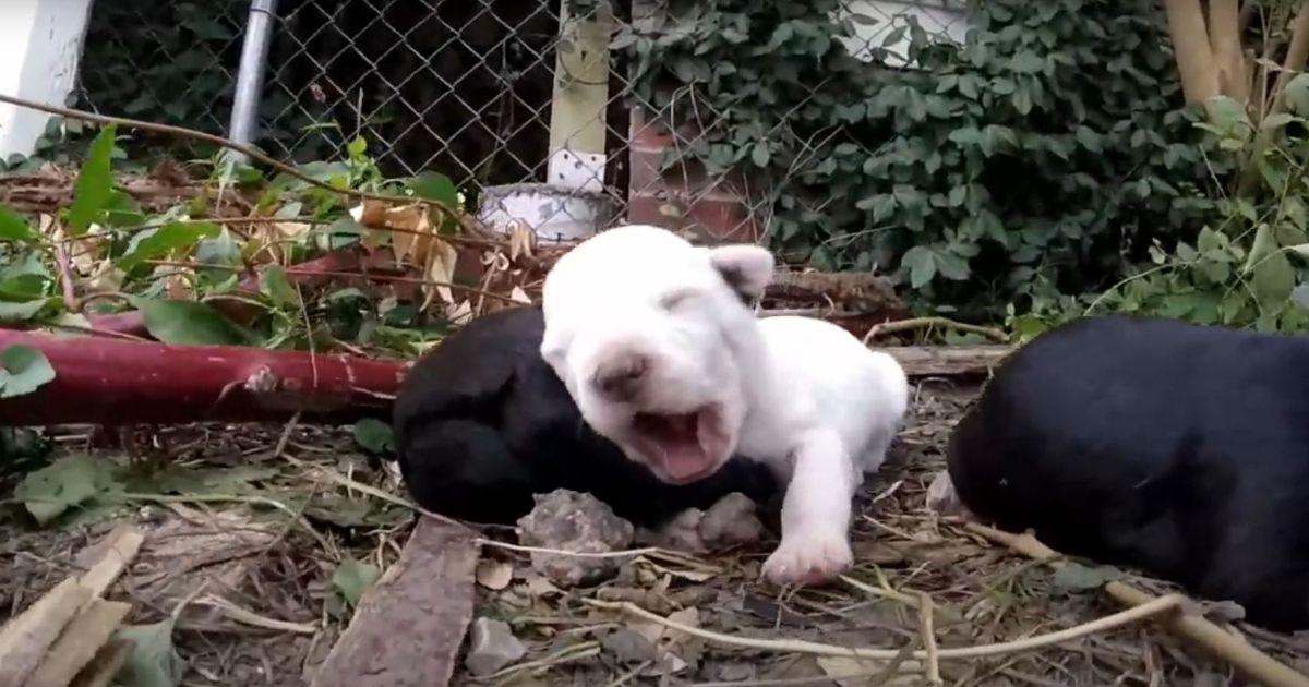 Rescuers Raced To Save A Trapped Puppy While His Barking Mama Watched Closely