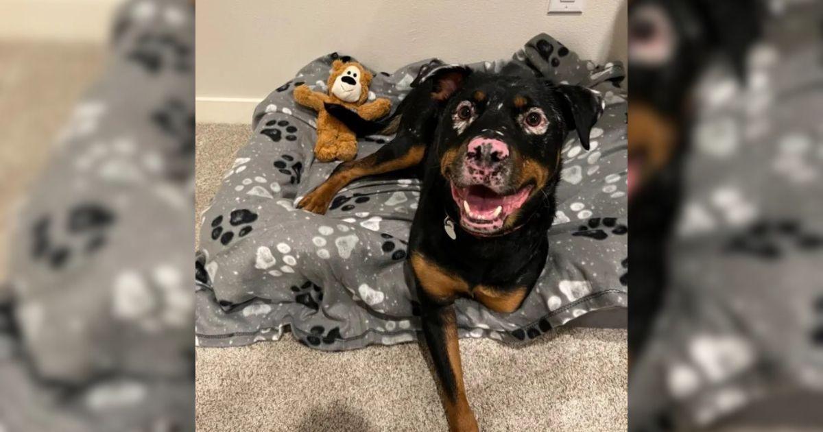 Rottweiler With A Rare Condition Rescued From A Ditch Finally Finds His Forever Home