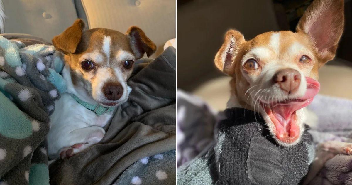 Senior Chihuahua Scheduled For Euthanasia Surprised Everyone By Proving Vets Wrong