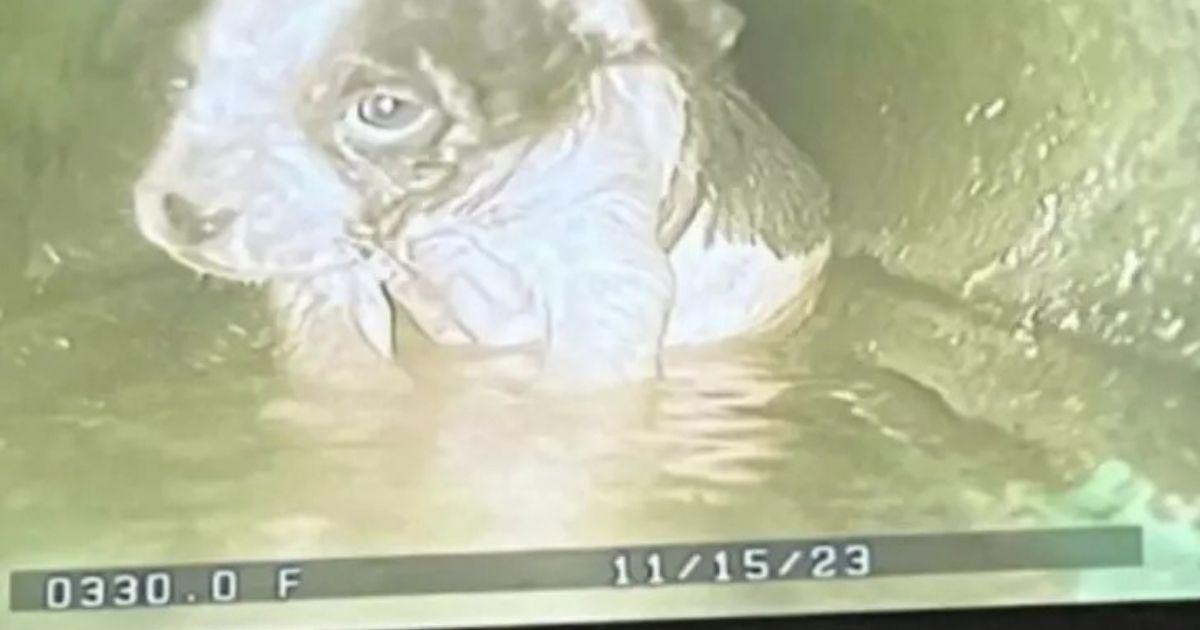 Shivering Puppy Stuck In Sewer Rescued By Heroes With Big Hearts