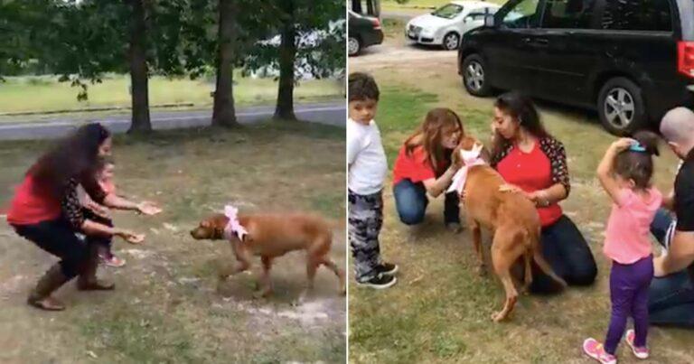 Stolen Dog Found After 2 Years Reunites With Family In Emotional Reunion