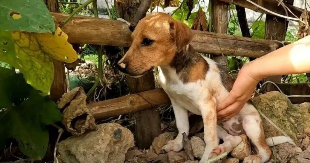 Stray Dog Finds A Family And Her Life Changes Forever