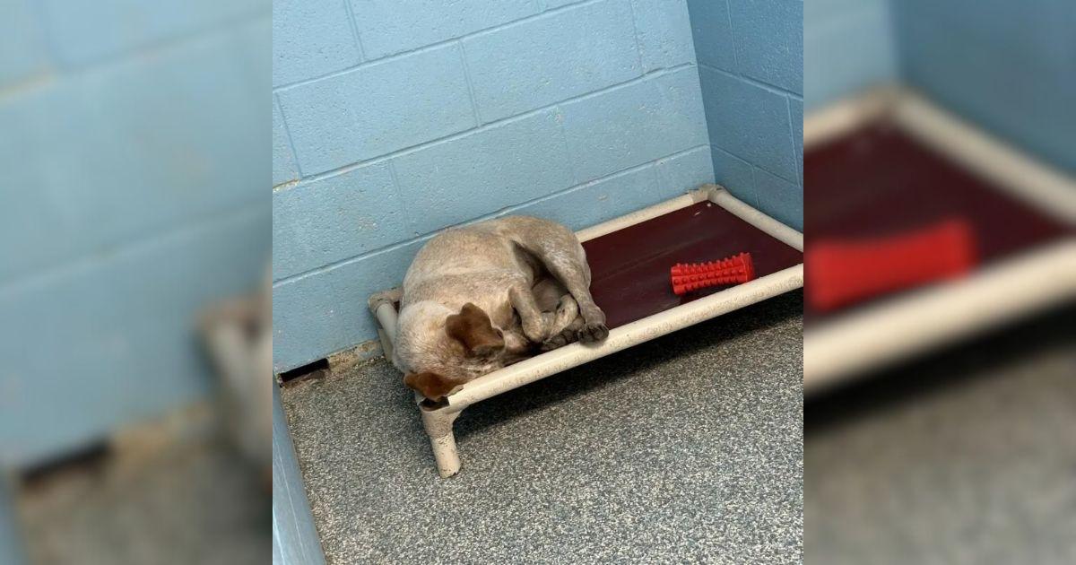 Street Dog Heartbroken As Best Friend Leaves For A New Home Without Her