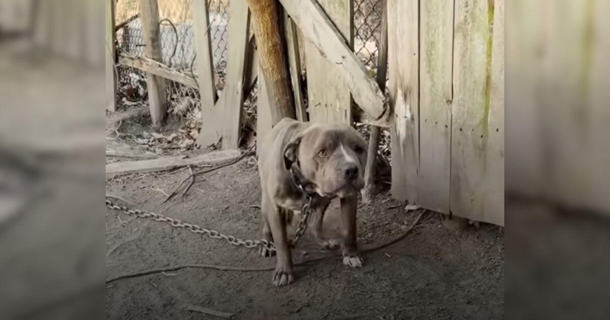 Sweet Pit Bull Spent Years Chained Up Before His Life Took A Beautiful Turn