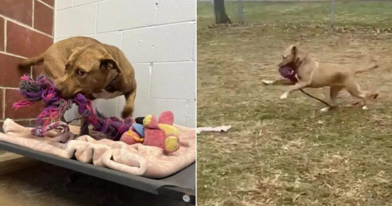 The Last Pup Left At The Shelter Plays Spends Her Days Playing With Her ‘Imaginary Friends’