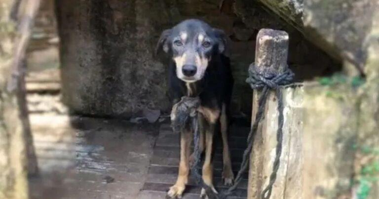 This Dog Endured 7 Years On A Chain Before Finally Being Saved