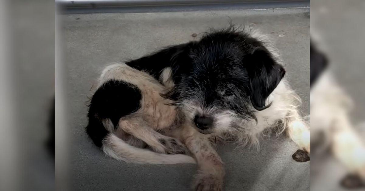 This Sweet Senior Dog Shook In Fear Until Something Incredible Happened