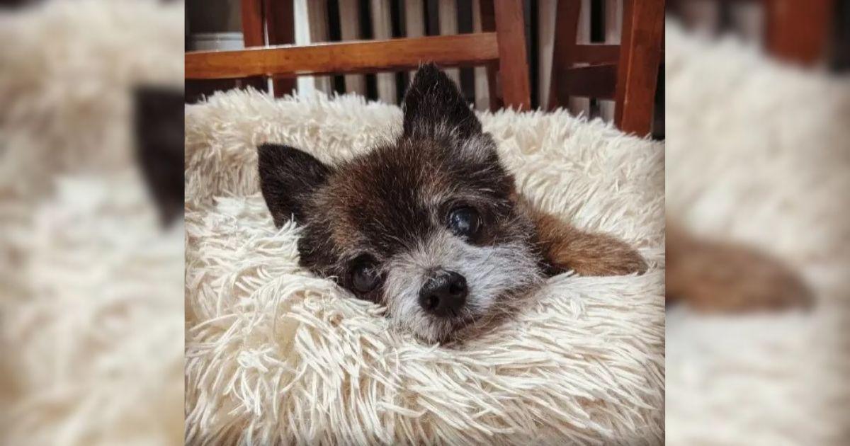 Tiny Senior Dog Rescued From Streets Finds Joy In His Final Days With Loving Family