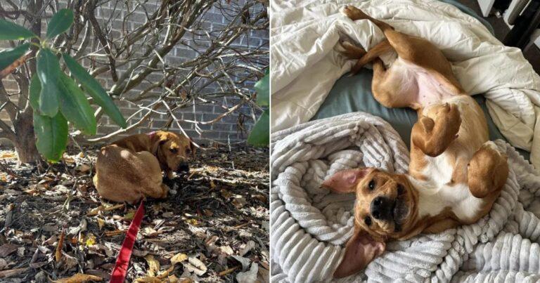 Shut Down Pup Completely Transforms In Just Days Thanks To A Loving Foster Home