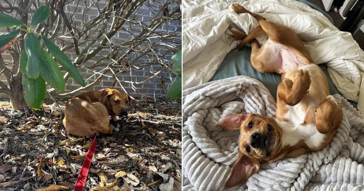 Withdrawn Puppy Transforms Into A Happy Companion After Finding Love In Foster Care