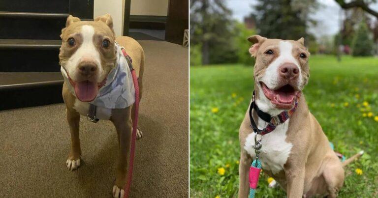 Woman Adopts Senior Pittie And Gives Her The Best Life Before She Passes