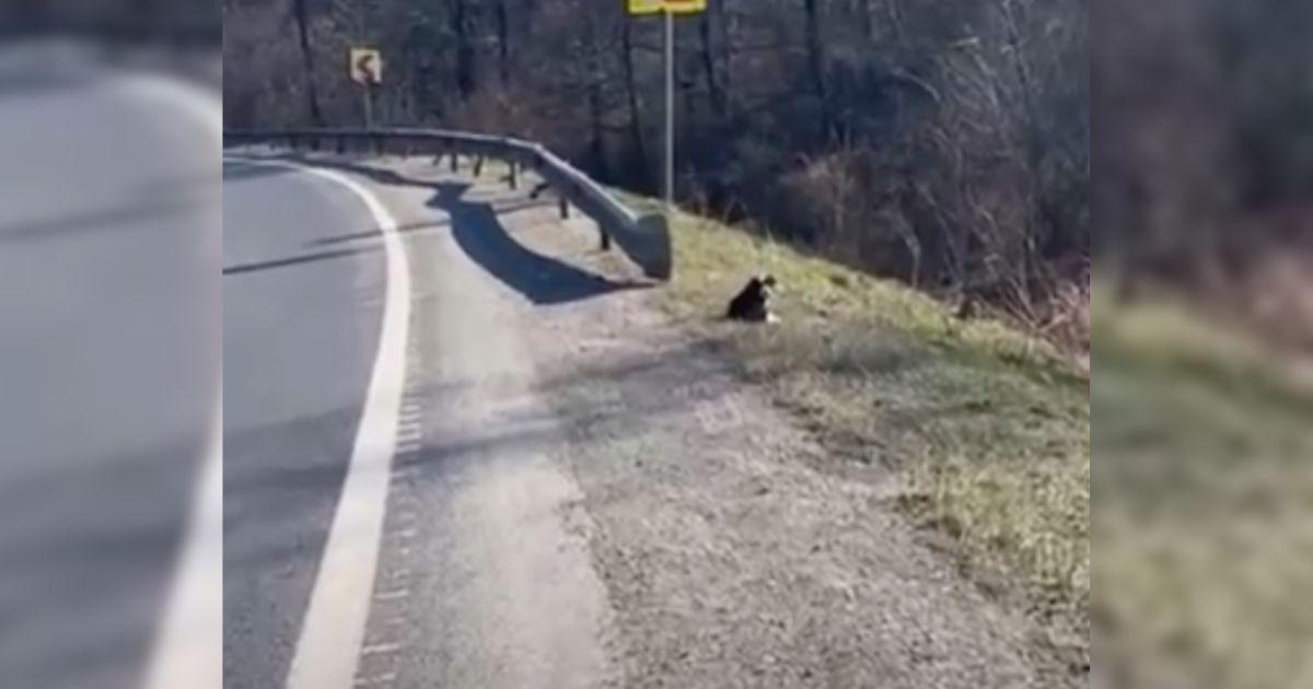 Woman Discovers Mysterious Sounds By The Roadside And Finds An Abandoned Puppy