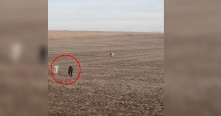 Worried Dad Finds His Missing Dog Running Back Alongside A Surprise Duo Of Friends