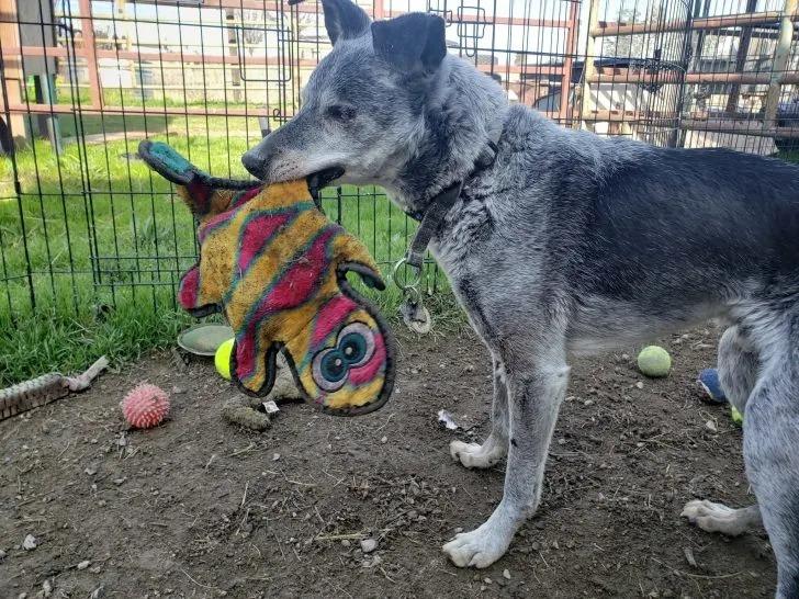 ace holding a toy