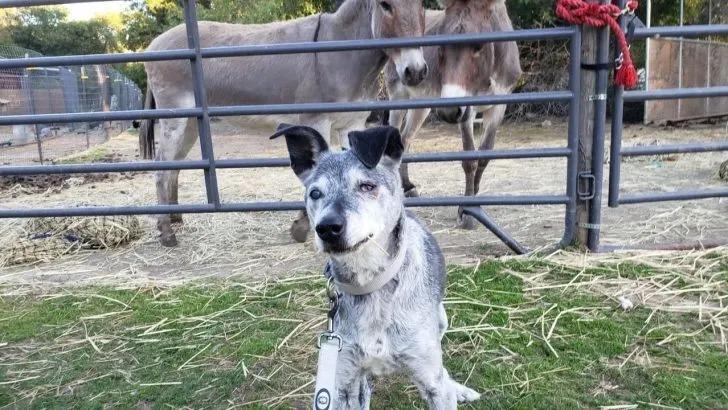 ace with two donkeys