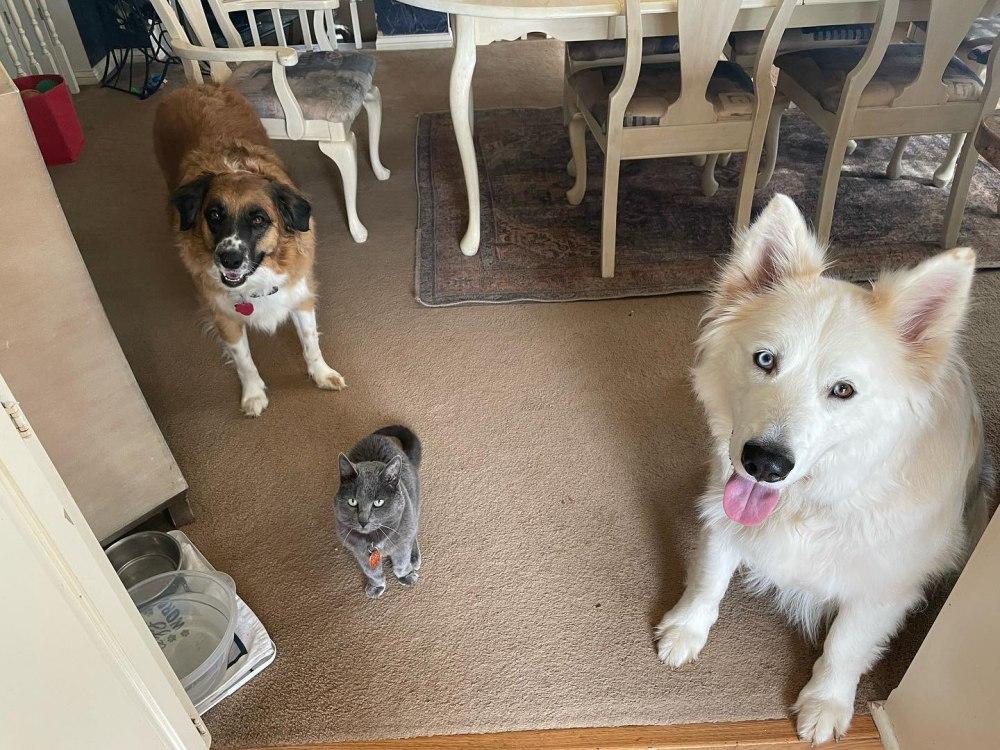 artie with his furry family